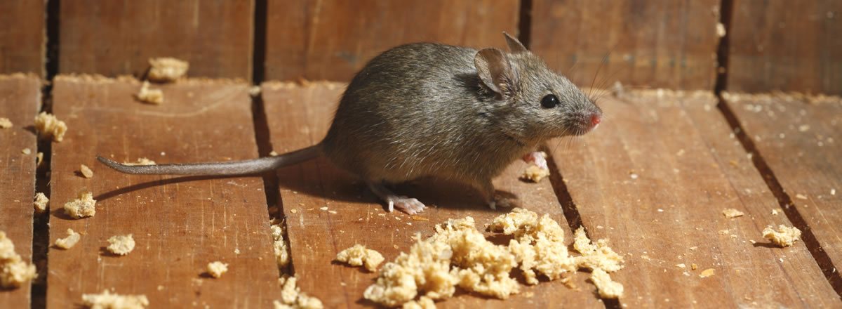 Where Rodents Live in Gainesville Homes · ExtermPRO