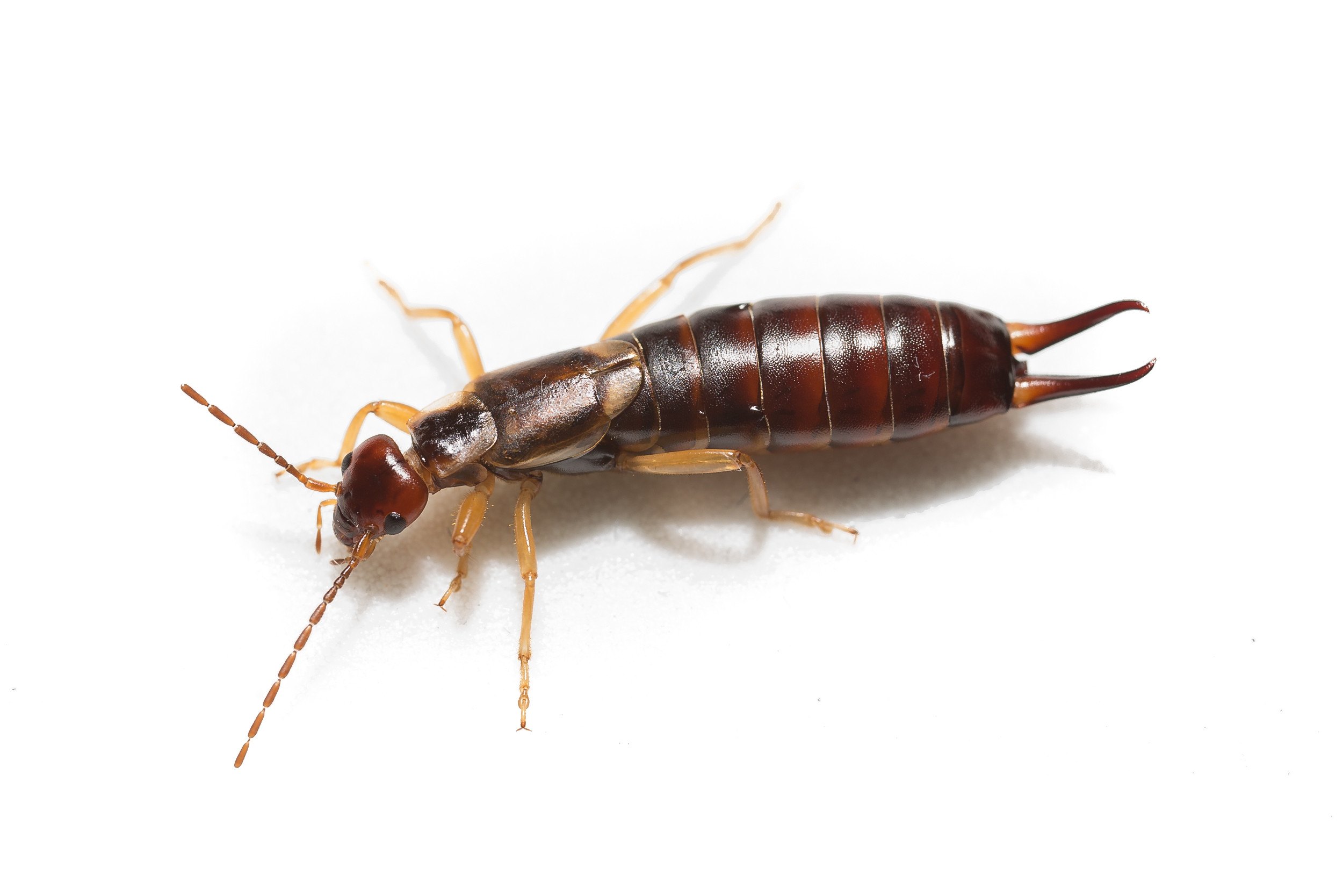 Earwigs