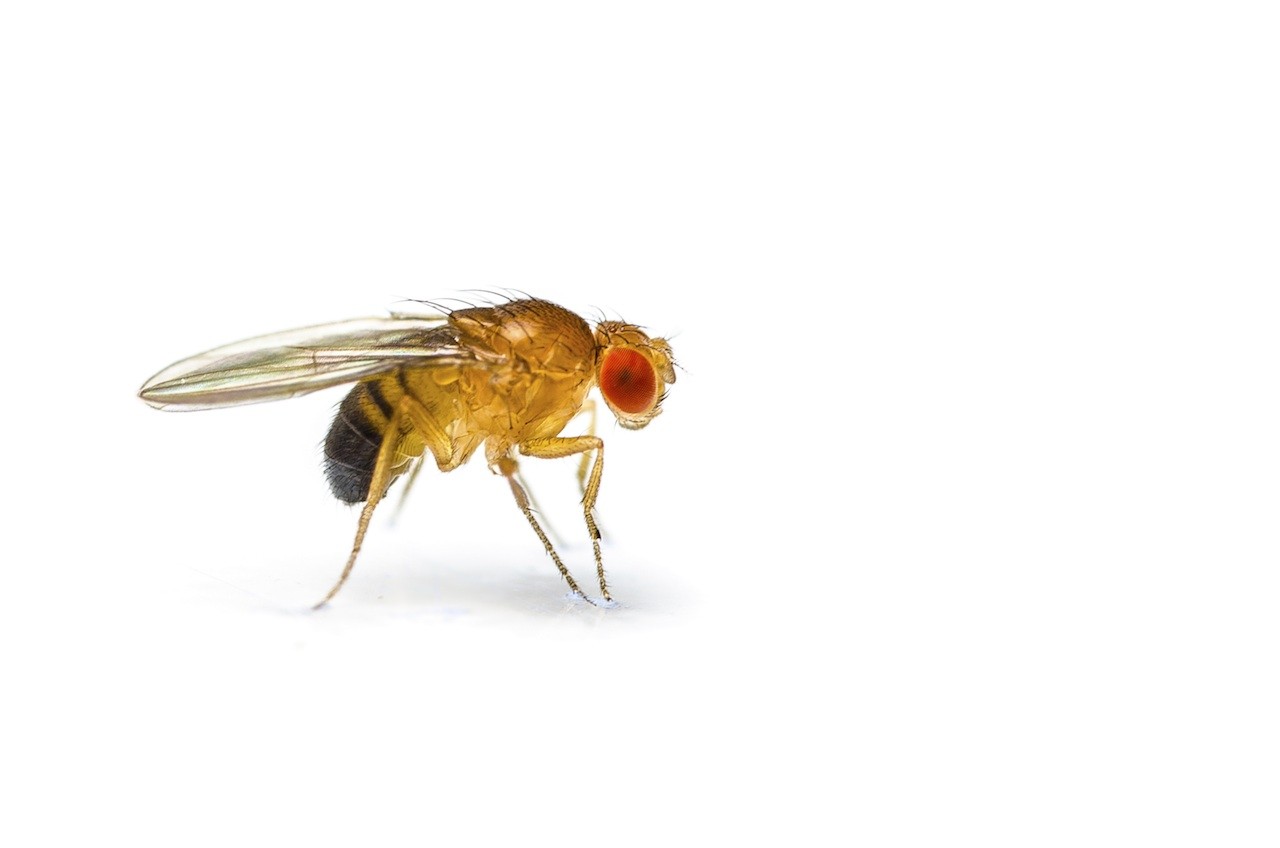 Fruit Flies